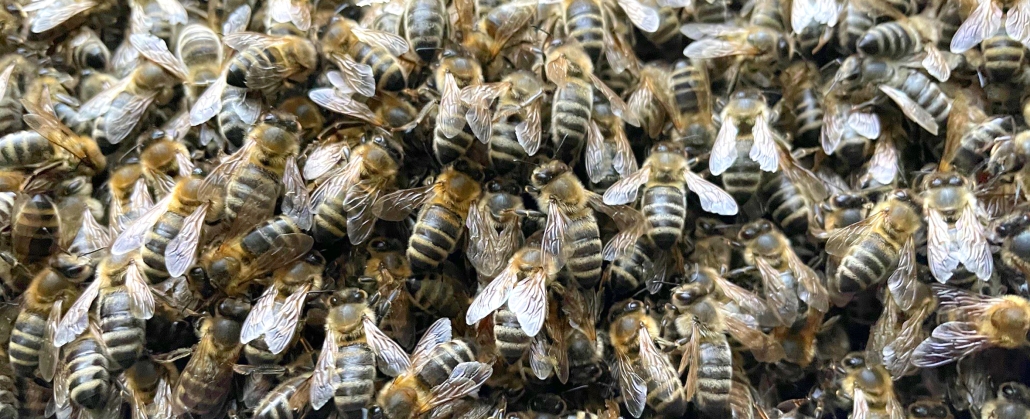 Ein Bienenstock bei R+M de Wit in Heiligenhaus